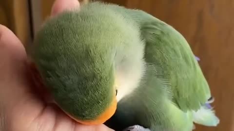Parrot say somthing