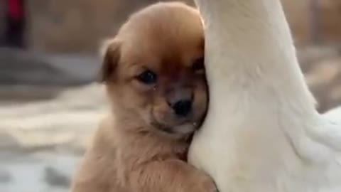 Duck and Dog Love Heating Together