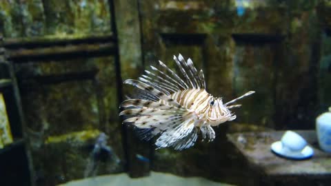 4K Video Of Lion Fish | Infinity Videos