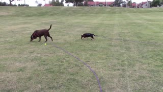Training obedience leash
