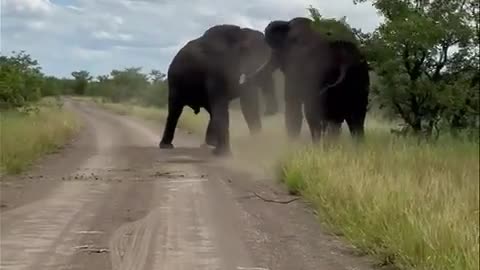 when two elephants fight,s it's trees that suffer's