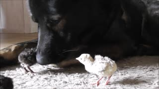 German Shepherd greets newborn turkey chicks