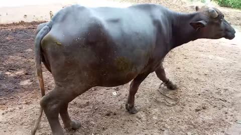 How Asians help the Falling buffalo into trench.