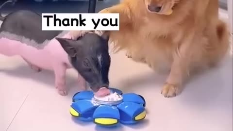 This is a very clever dog | Dog and the Pig #dog #dogvideo #viral #pig#