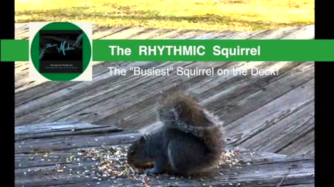 The Rhythmic Squirrel! The Busiest Squirrel on the Deck!
