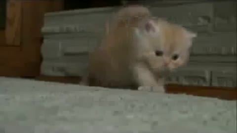 Funny Cat Learning How To Walk!
