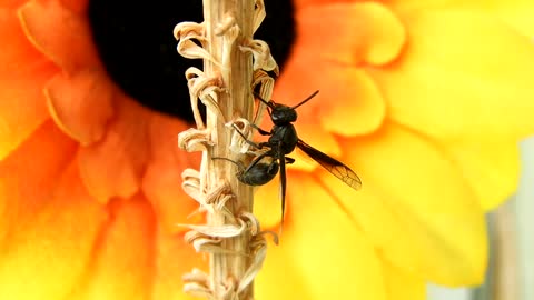 Garden Insect Wasp Fauna Colombia