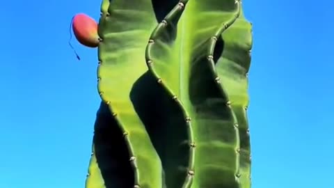 cactus fruit that thrives in nature