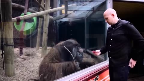 4 Monkeys react to magic