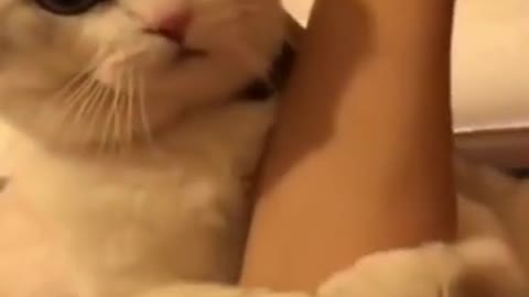 Cat love his owner <3