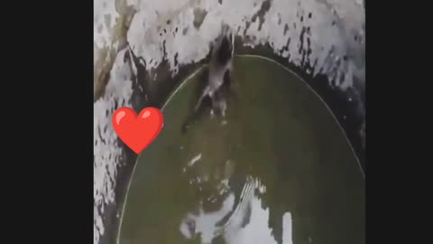 Monkey Saves Baby Monkey from a Well