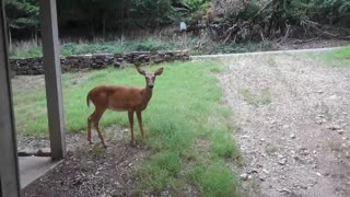 Feeding one of my pet deer named Babe