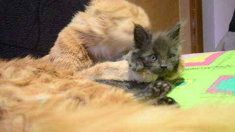 Caring cat washes adorable kitten