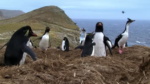 Cheating Penguin Caught with Robot Penguin!