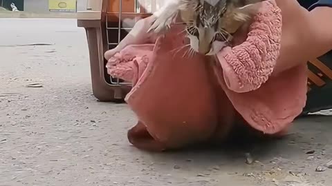 Kind passerby rescued mother cat and her kittens