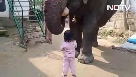 GIRL PLAYS FOOTBALL WITH ELEPHANT, TRIES TO MILK IT