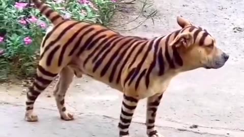 #Dog- Tiger prank viral video