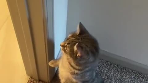 Cute cat with mirror reaction funny video,funny cate....