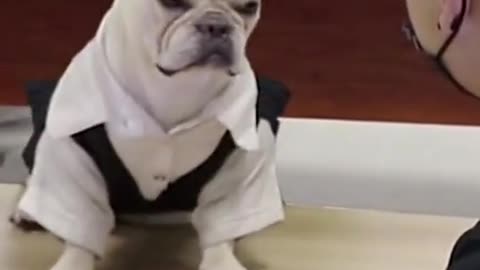 Funny dog viral video 🐈😂😂
