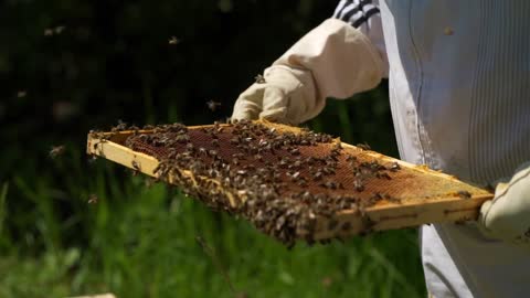 Extreme Honey Bee Hive