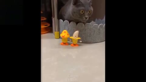 Watch cute and funny pets