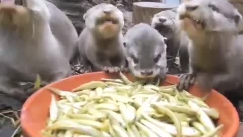 The whole family at dinner.