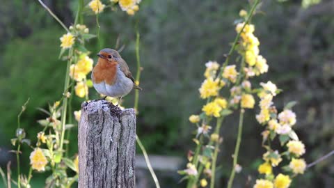 bird perched on wood 2021