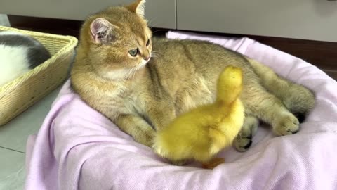 The kitten takes ducklings to see the wonderful world outside the kitten the ducklings mother