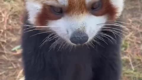 Oh, my God！ this cute little raccoon is melting my heart