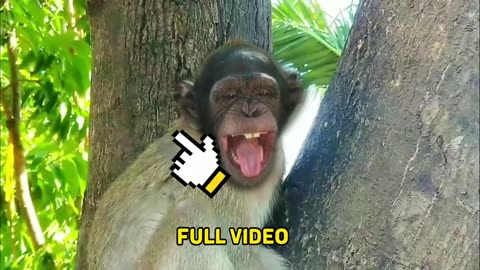 AWW New Funny Videos 20223😂 Cutest animals Doing Funny Things monkey