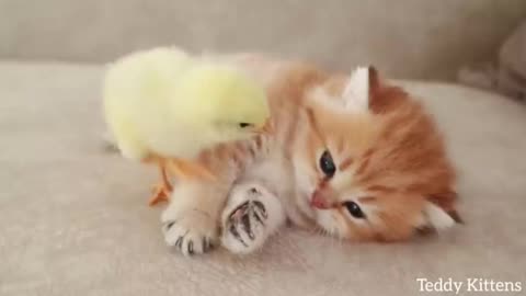 Kitten sleeps sweetly with the Chicken😺