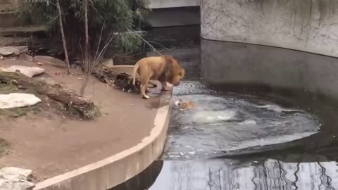 Lion Falls into the Water in German Zoo - Hilarious Animal Fail