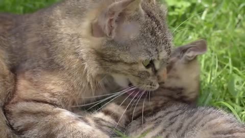 Mother love _ Cat love