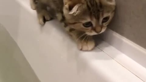 Little cute cat fell into the bathtub to swim
