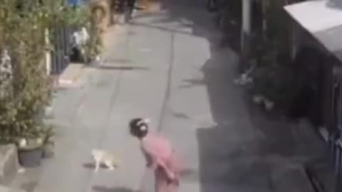 Woman faces off with alley cat