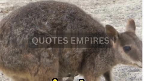 The Happiest Animal on Earth:Meet the Quokka! #quokka #quokkas #happy #wildlife #trending