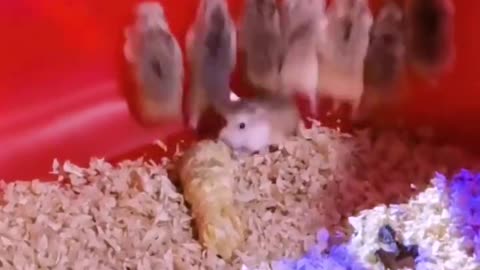 Funnyhamstersjumping#cutehamster#hamster#hamstershorts#shorts