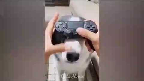 New funny dogs and cats videos 😆Funniest animals video 2023.😇