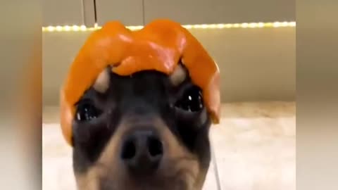 A dog in a fruit hat