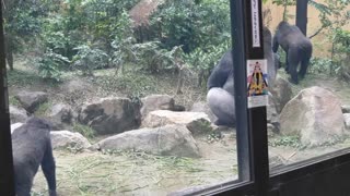 Female Gorilla Asking Male To Mate | Kyoto Zoo