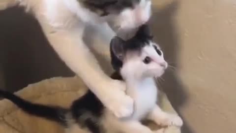 Mother cat saving her baby | Funniest cat