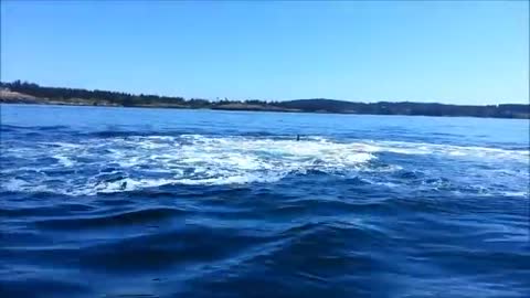 Orcas at Eagle Point San Juan Island WA