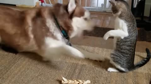 Husky gets bully