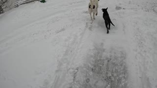 Yen and Yang Two dogs in the snow Old dog Young dog Black and white