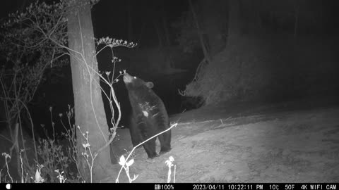 No work just a nice black bear stopping by for a selfie. :)