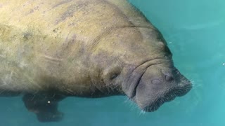 Cute manatee swimming