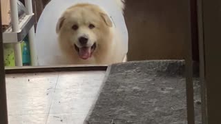 Cone Can’t Stop Doggy From Squeezing Through Gate