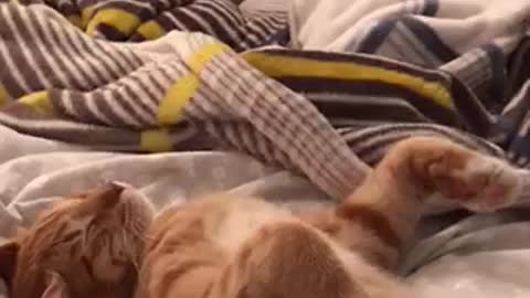 Ginger cat dreaming