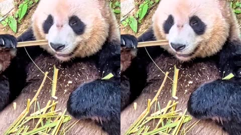 Why do pandas like to eat bamboo shoots?