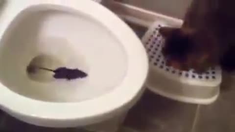 Cats Looking How Easily a Rat Can Wriggle Up Your Toilet